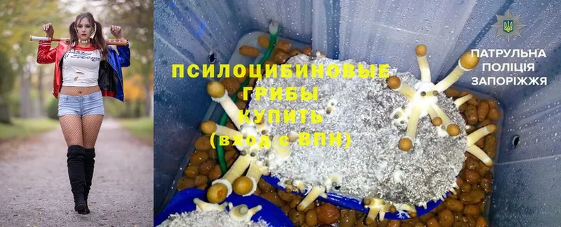 Галлюциногенные грибы Psilocybine cubensis  Зима 